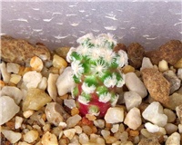 d9eb9ba2-Mammillaria theresae.JPG